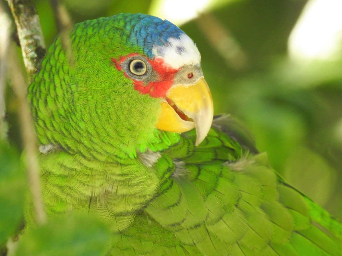 White-fronted Parrot - ML127067501