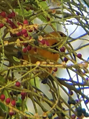 Spot-breasted Oriole - ML127067531