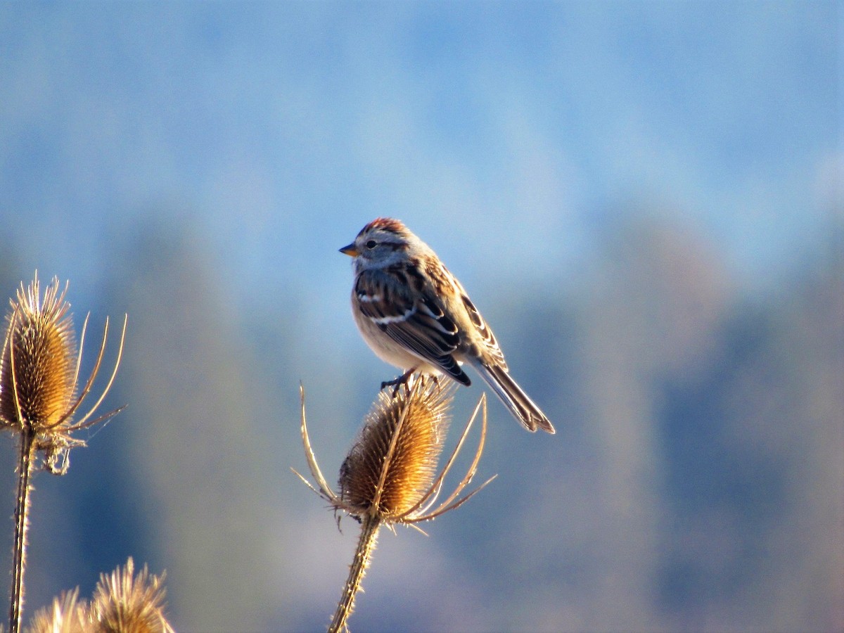 American Tree Sparrow - Kaitlyn Strickfaden