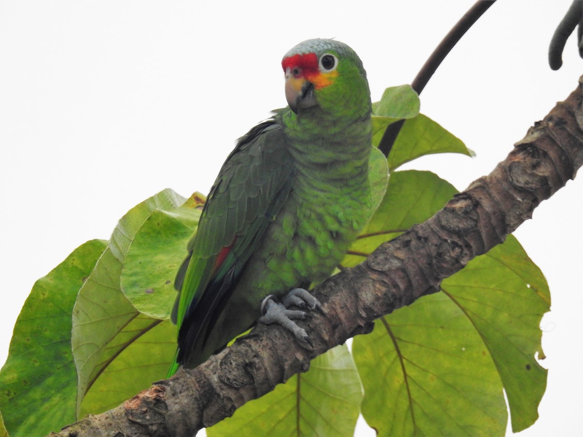 Red-lored Parrot - ML127069021