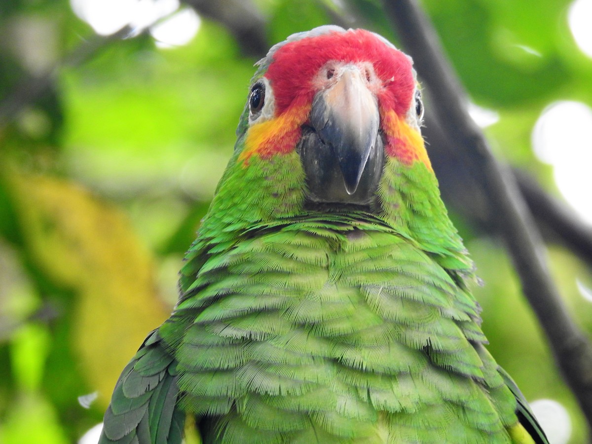 Red-lored Parrot - ML127069041