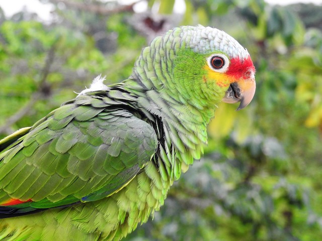 Possible confusion species: Red-lored Parrot (<em class="SciName notranslate">Amazona autumnalis</em>). - Red-lored Parrot - 