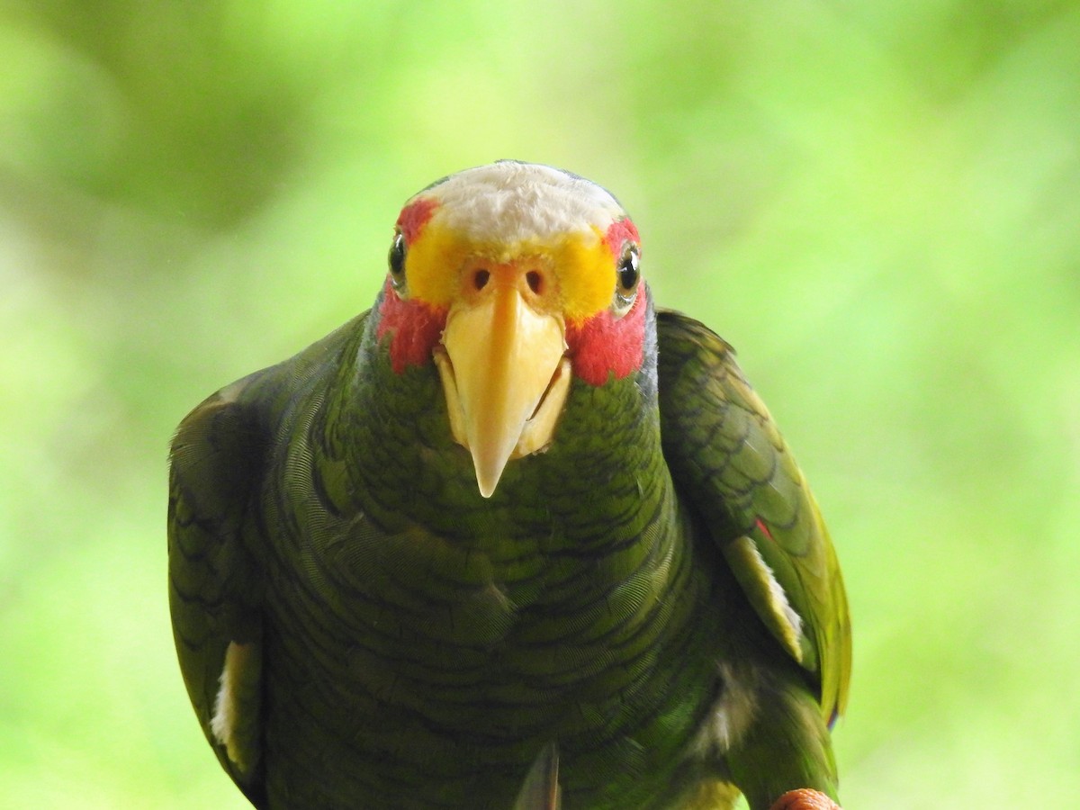 Yellow-lored Parrot - ML127069391