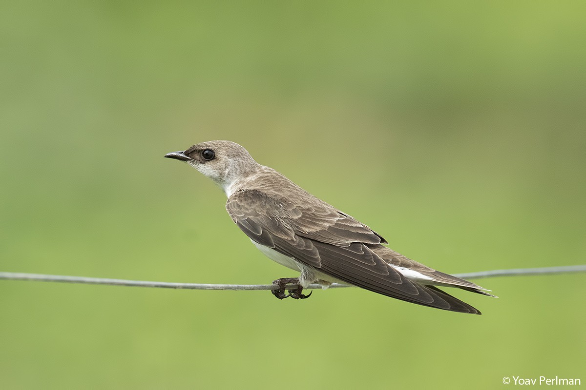 Brown-chested Martin - ML127070111