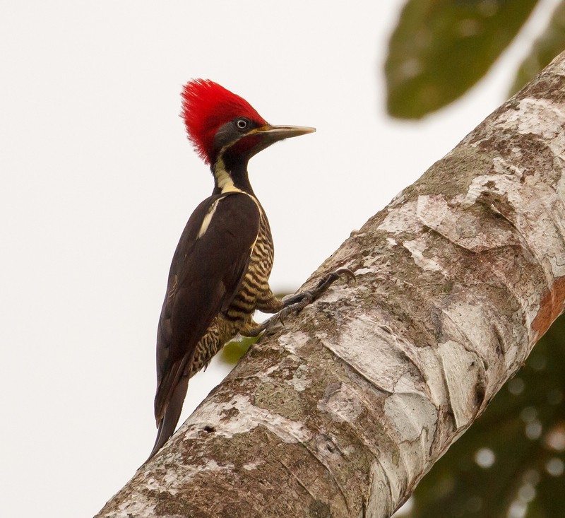 Lineated Woodpecker - Rolando Chávez