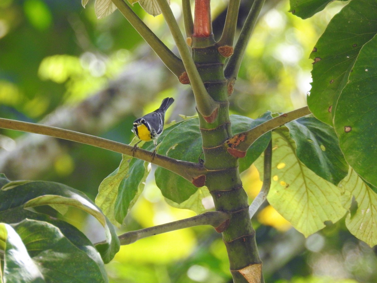 Yellow-throated Warbler - ML127071341