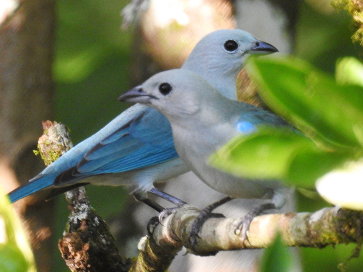Blue-gray Tanager - ML127071561