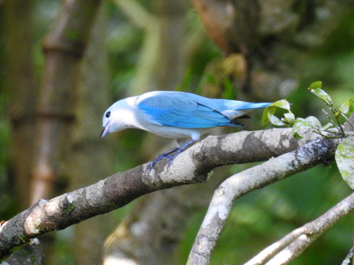 Blue-gray Tanager - ML127071621