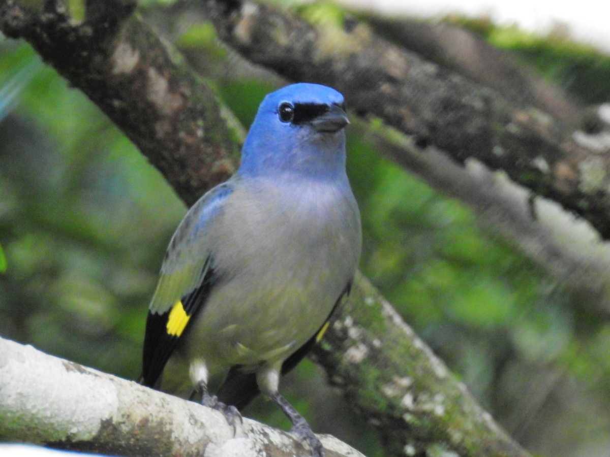 Yellow-winged Tanager - ML127071771
