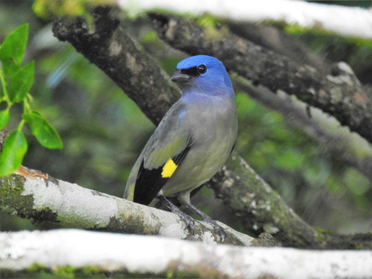 Yellow-winged Tanager - ML127071791