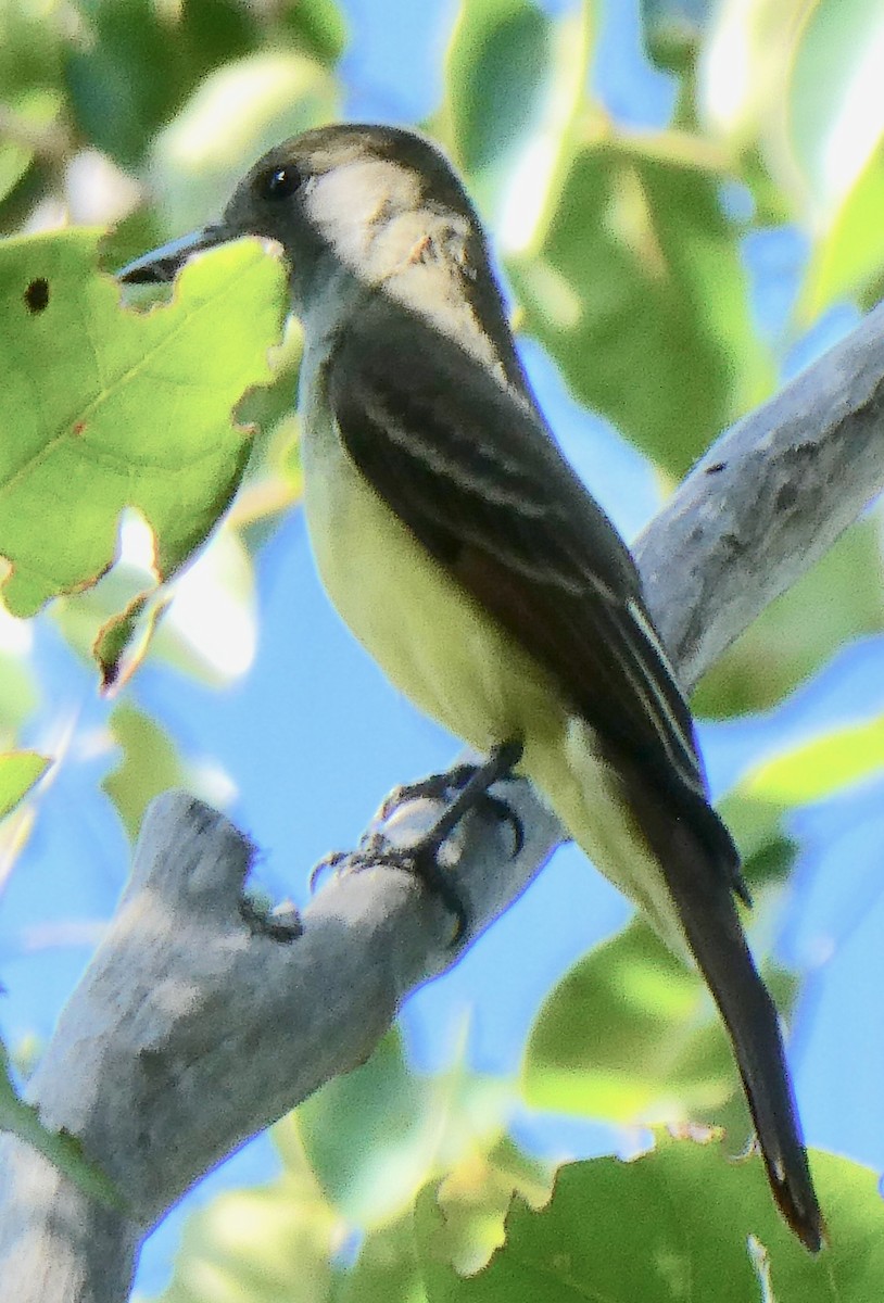 Great Crested Flycatcher - ML127072221