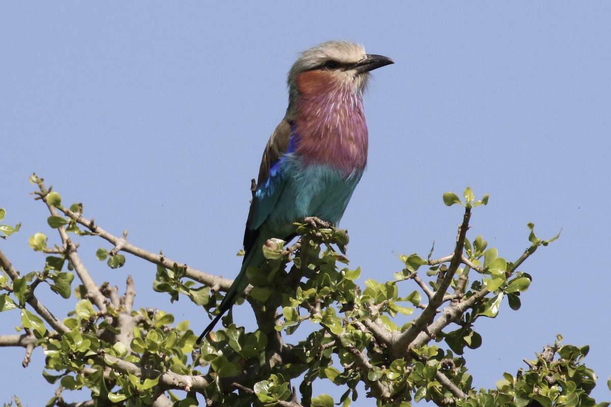 Lilac-breasted Roller - Glen Chapman