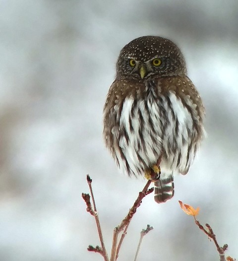 Northern Pygmy-Owl - Kristin Purdy