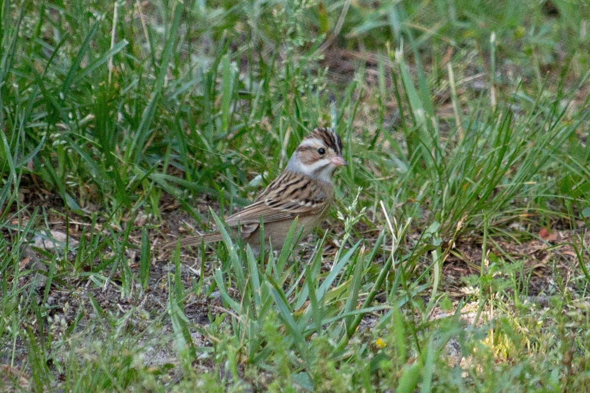 Clay-colored Sparrow - ML127084601
