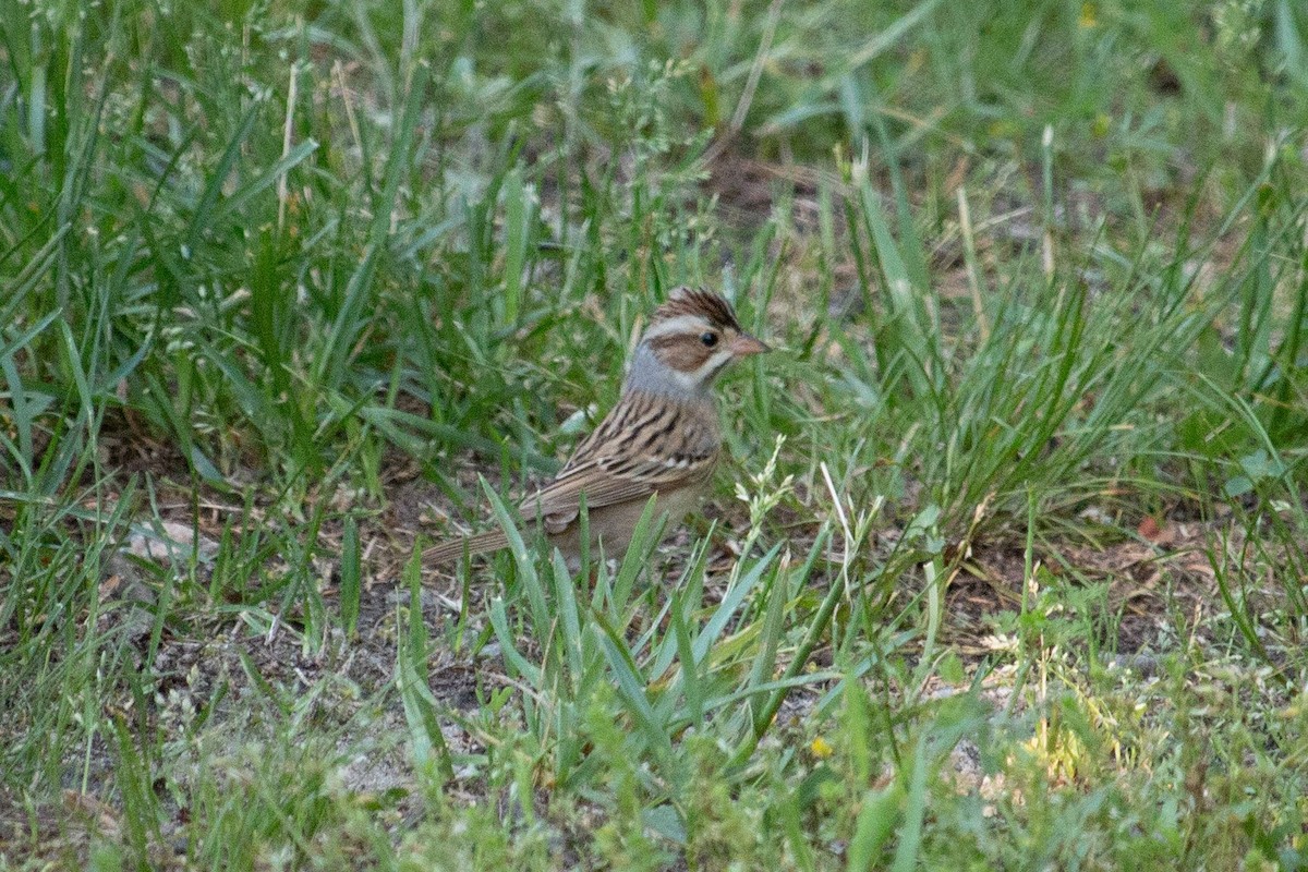 Clay-colored Sparrow - Susan Weber