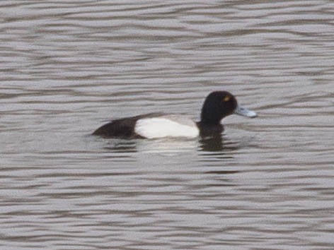 Greater Scaup - Julie Szabo