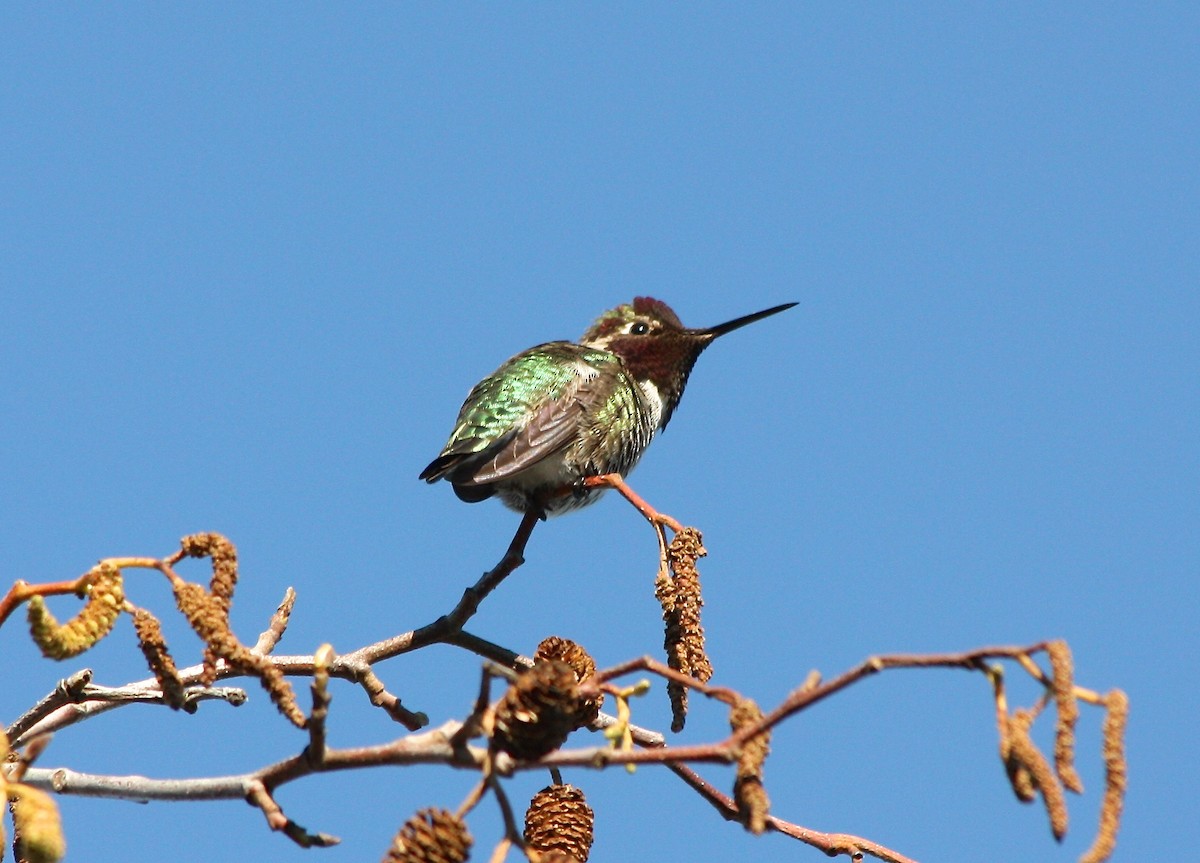 Anna's Hummingbird - Richard Weilacher