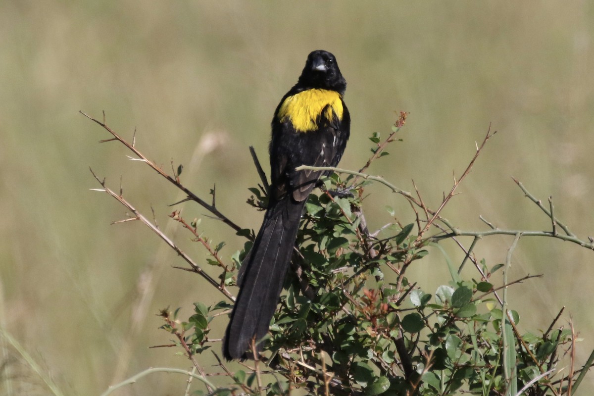Yellow-mantled Widowbird - Glen Chapman