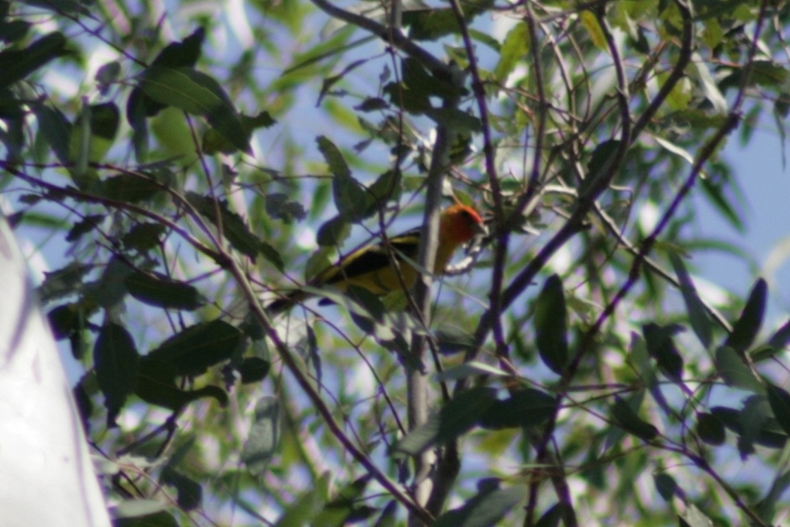 Western Tanager - ML127092301