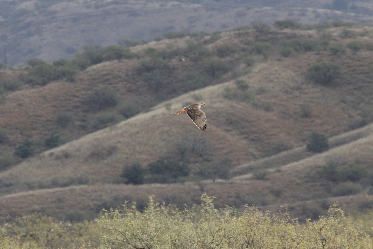 Red-tailed Hawk - ML127092831