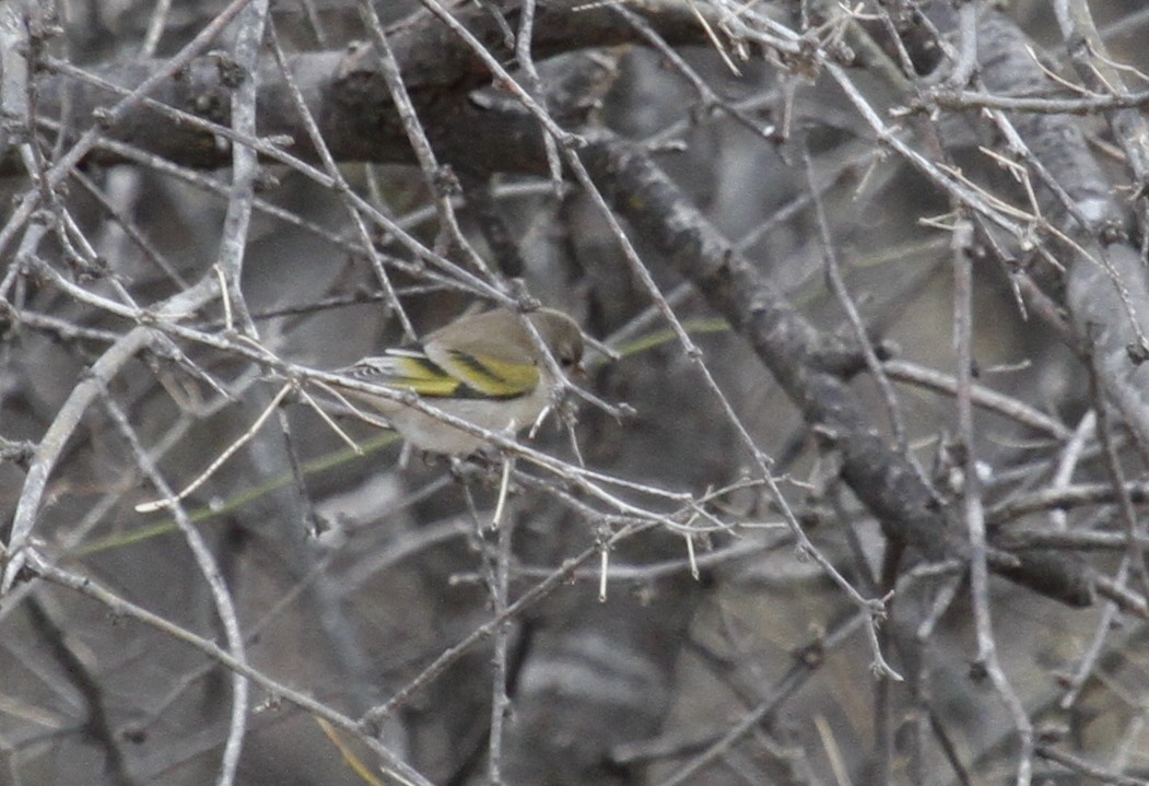 Lawrence's Goldfinch - ML127092951