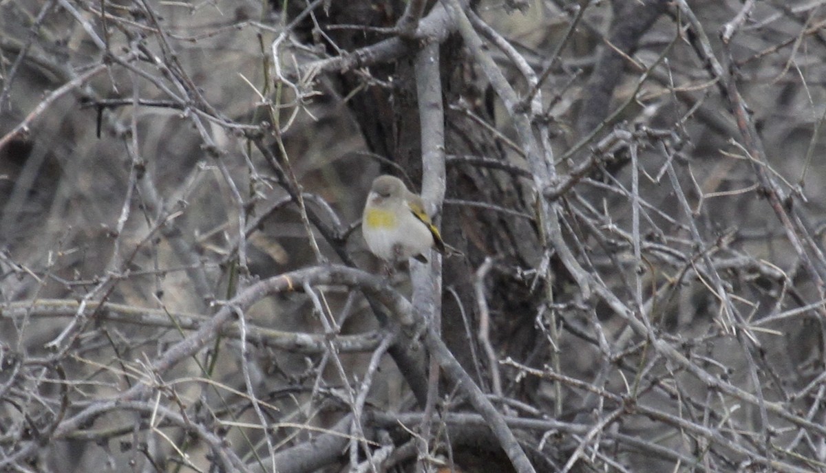 Lawrence's Goldfinch - ML127092961