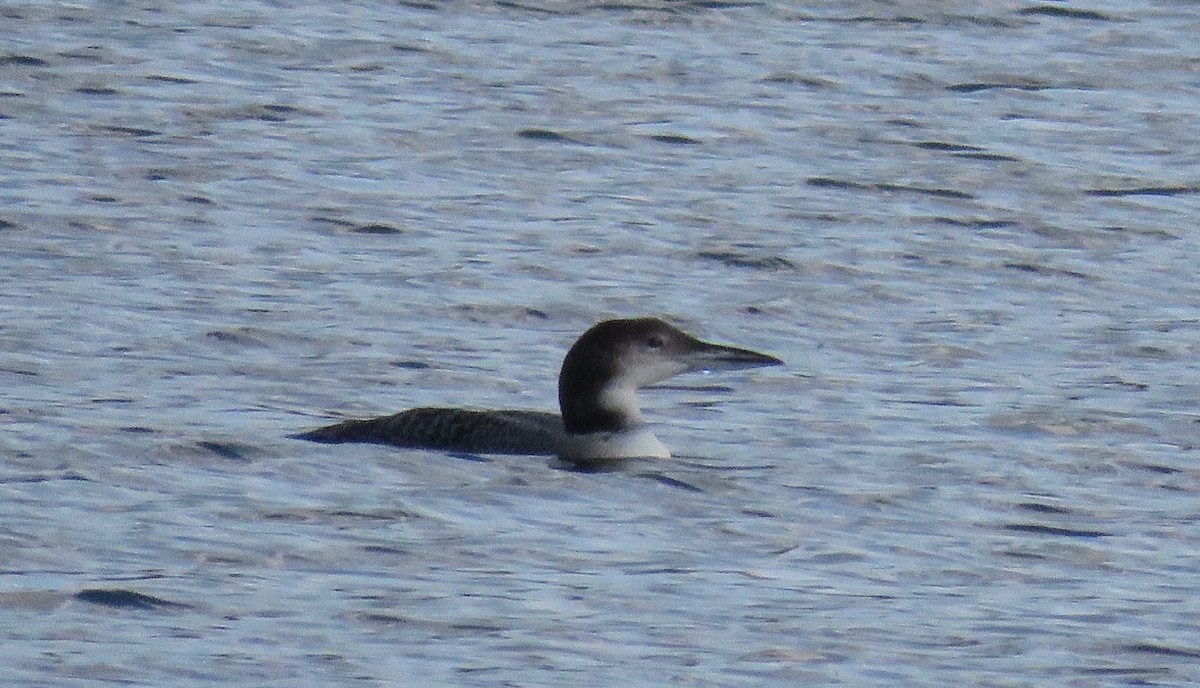 Common Loon - James Asmuth