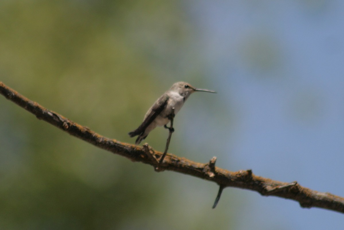 Costa's Hummingbird - Julie Szabo