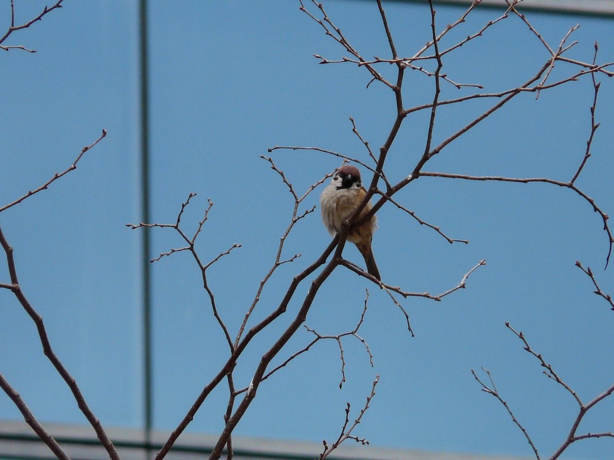 Eurasian Tree Sparrow - ML127094101