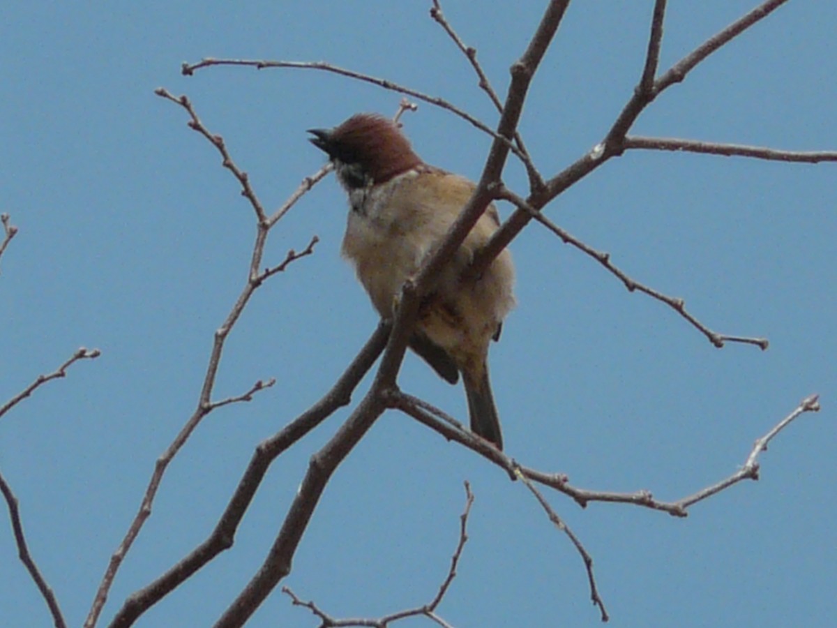 Eurasian Tree Sparrow - ML127094111