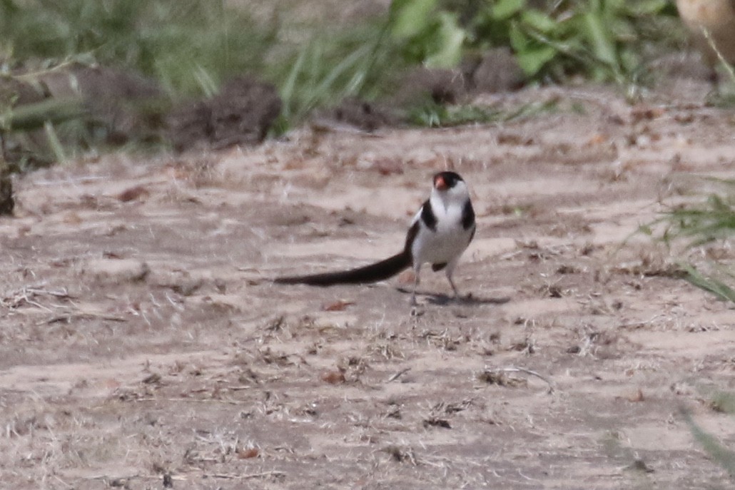Pin-tailed Whydah - ML127094391