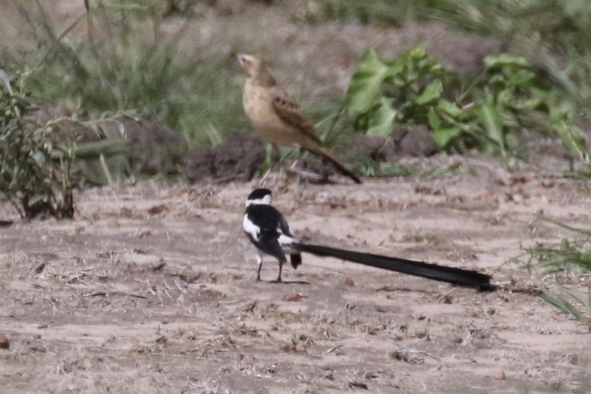 Pin-tailed Whydah - ML127094401