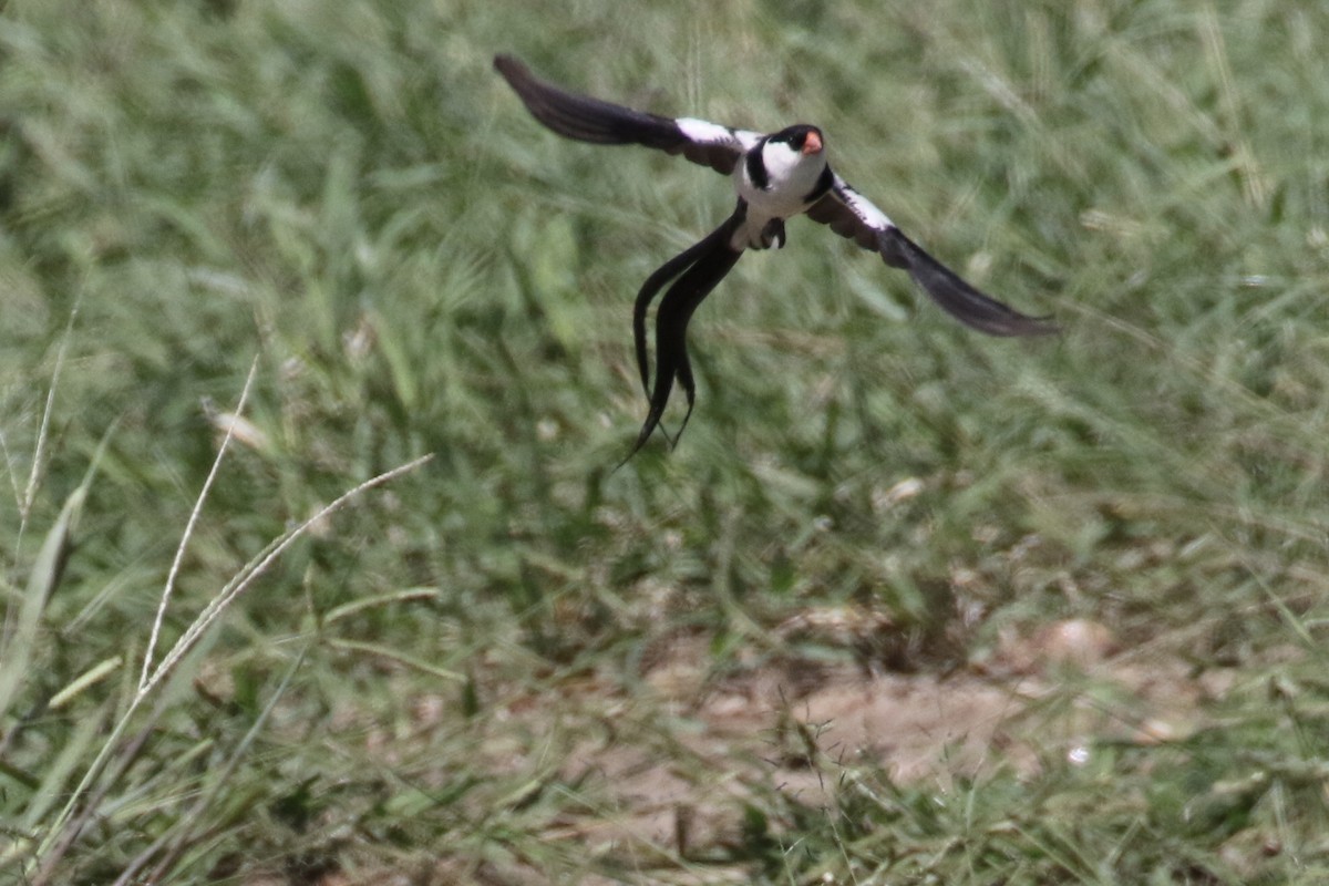 Pin-tailed Whydah - ML127094421