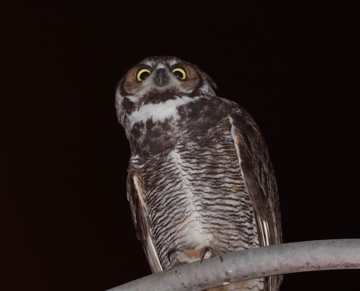 Great Horned Owl - ML127098361