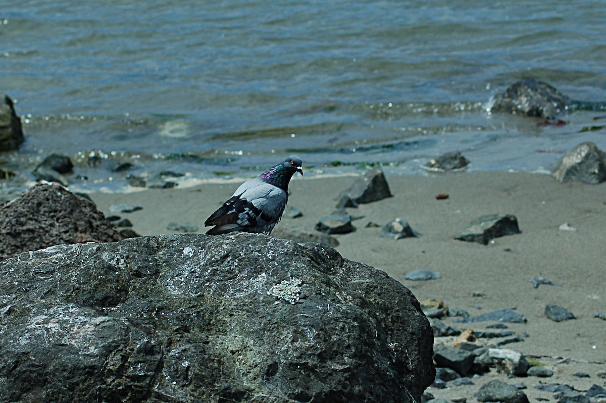 Rock Pigeon (Feral Pigeon) - Don Henise