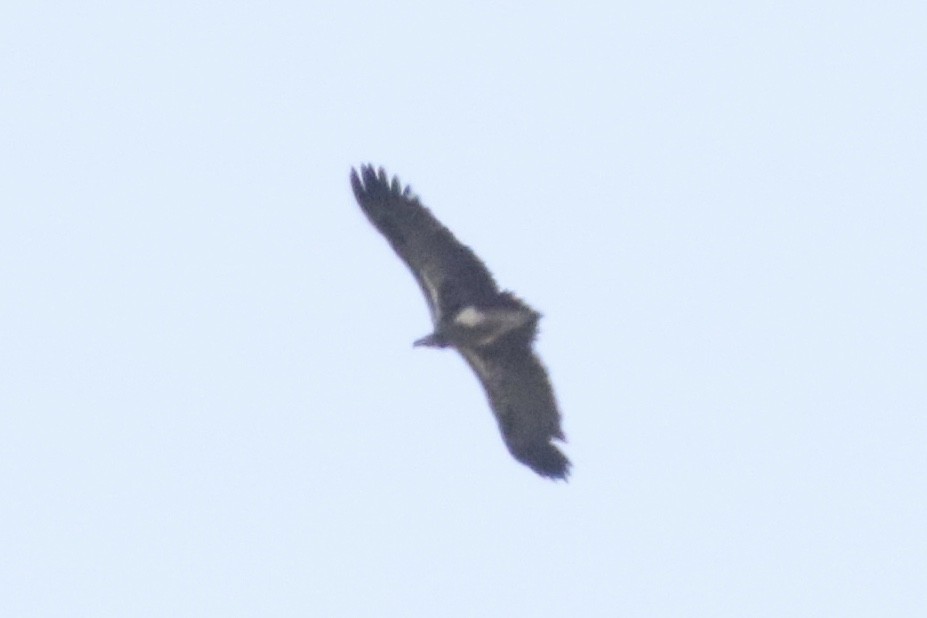 Lappet-faced Vulture - ML127099071