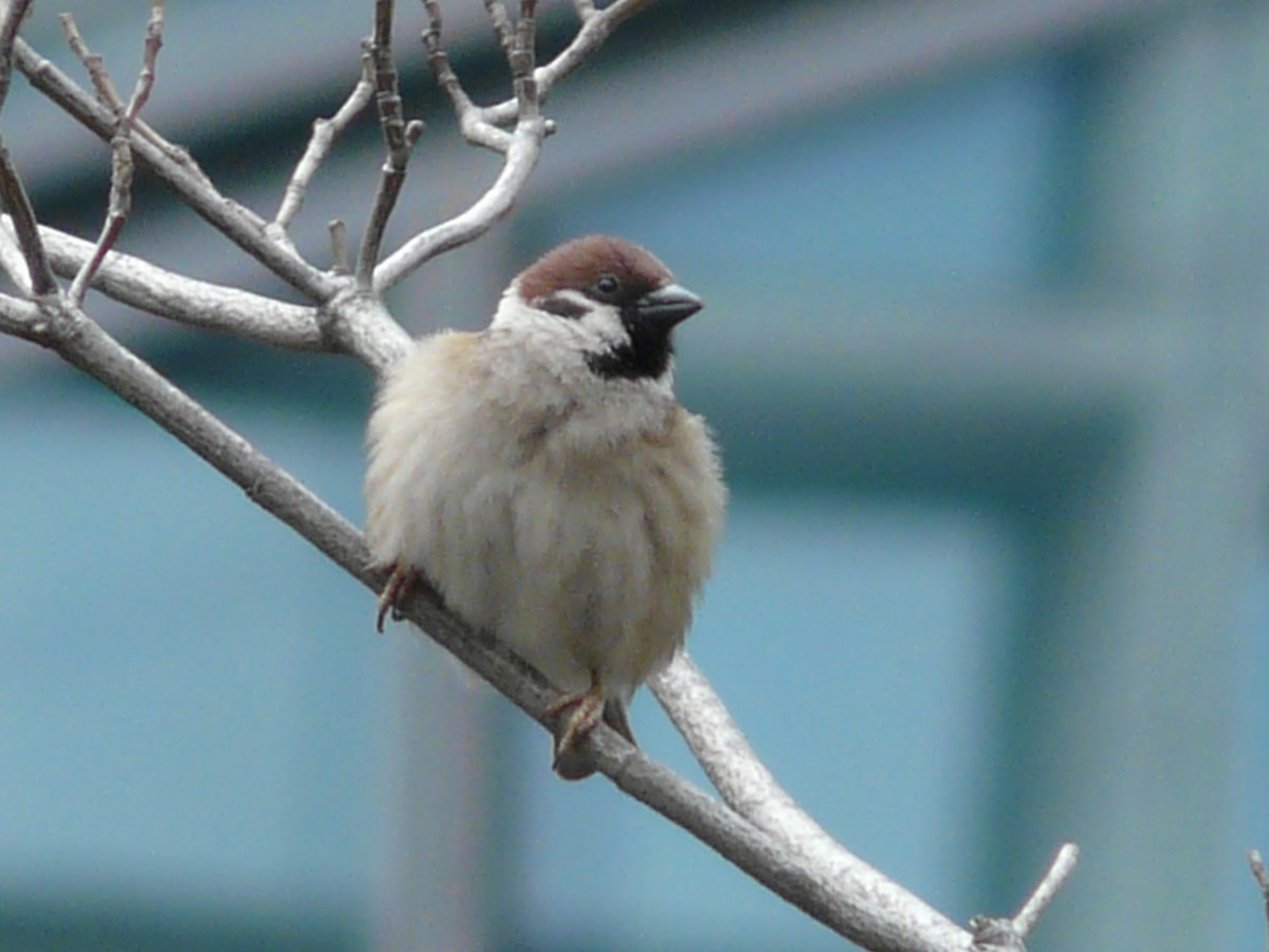 Eurasian Tree Sparrow - ML127100201