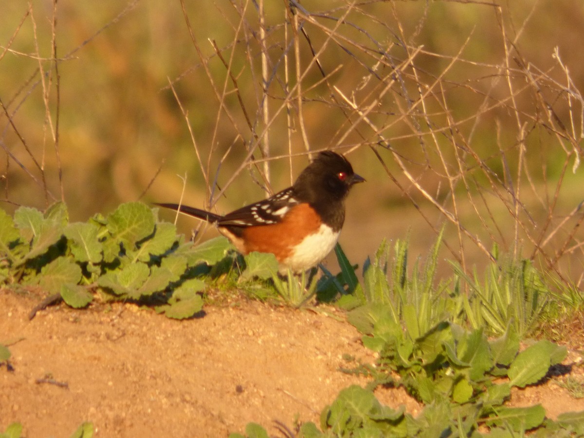 Spotted Towhee - ML127103851