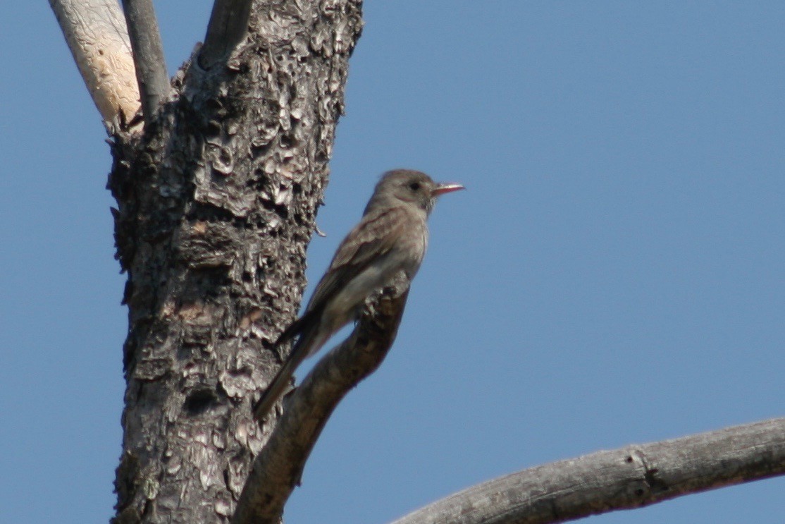 Greater Pewee - ML127103881