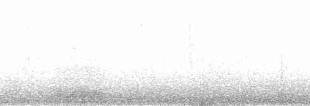 tučňák kroužkový - ML127105