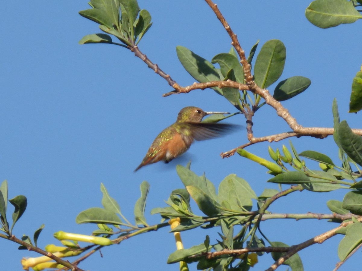 Allen's Hummingbird - ML127105411