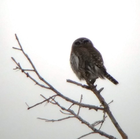 Northern Pygmy-Owl - ML127105931