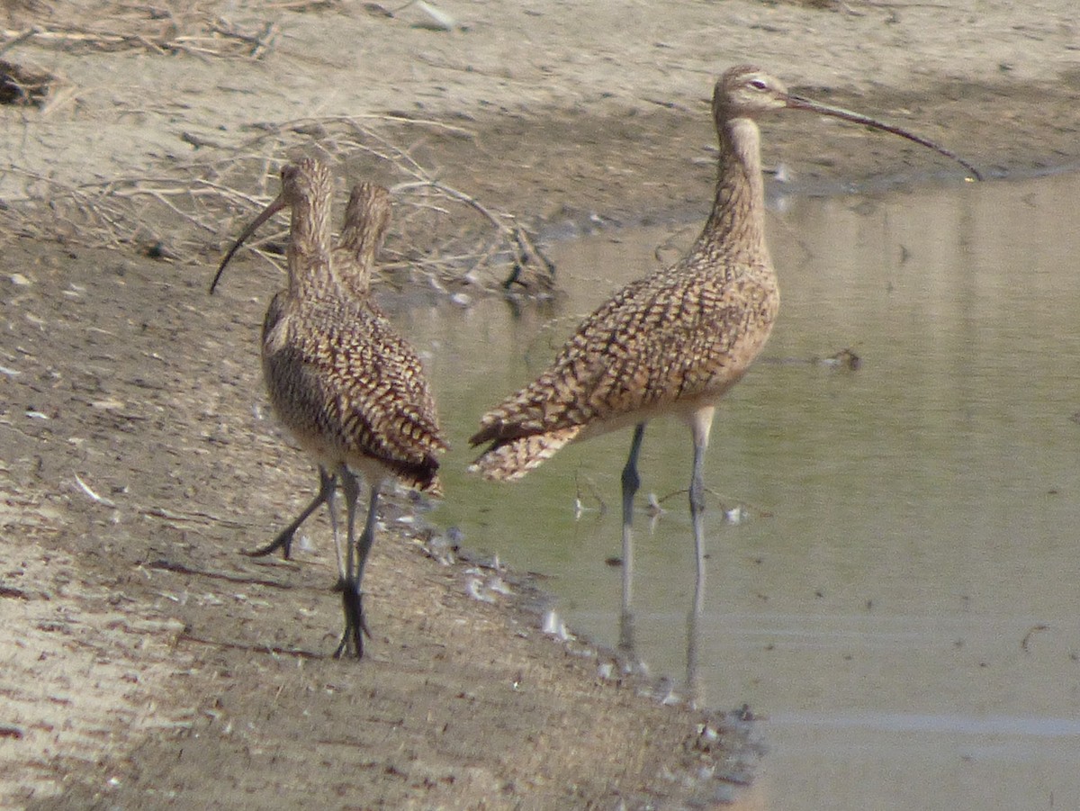 Long-billed Curlew - ML127106701