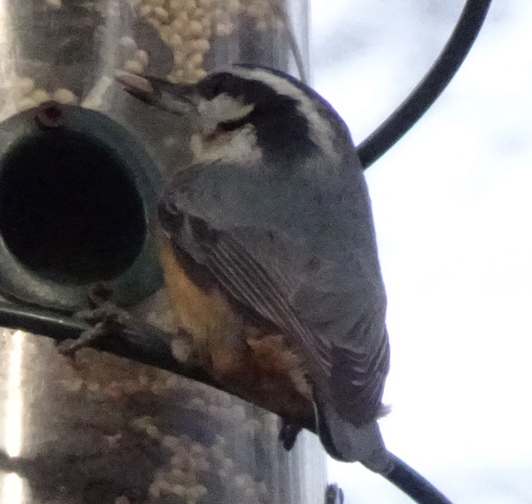 Red-breasted Nuthatch - ML127106891