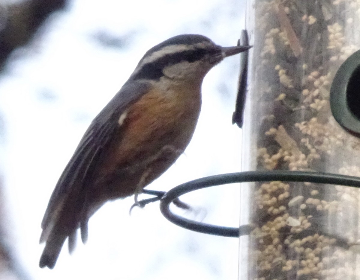 Red-breasted Nuthatch - ML127106901
