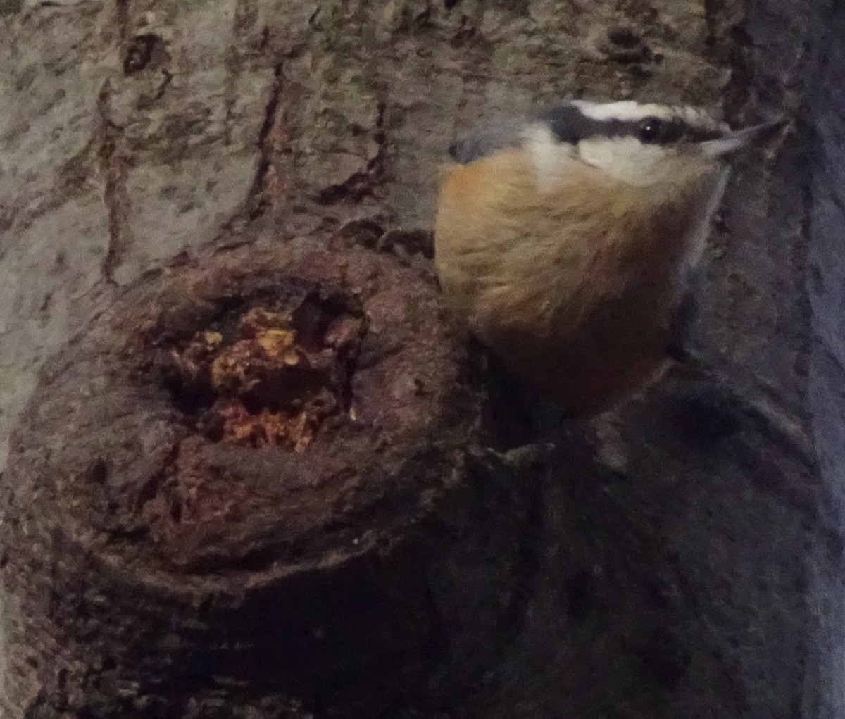 Red-breasted Nuthatch - ML127106911