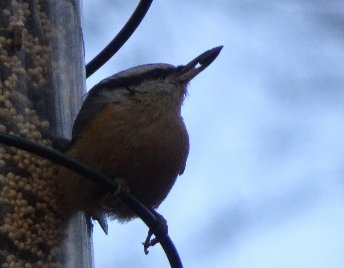 Red-breasted Nuthatch - ML127106931