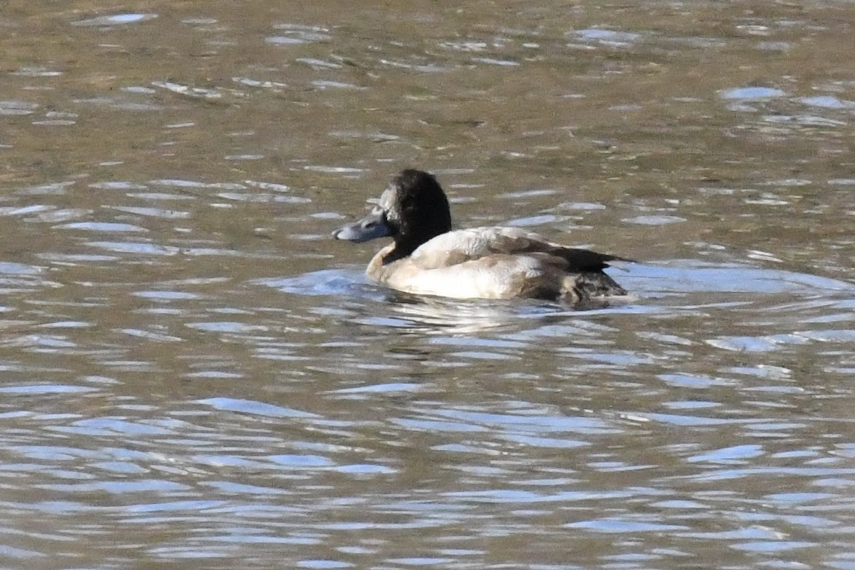 Greater Scaup - ML127106941