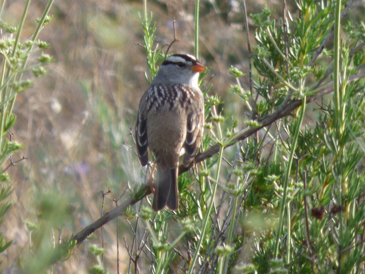 White-crowned Sparrow (Gambel's) - ML127107011