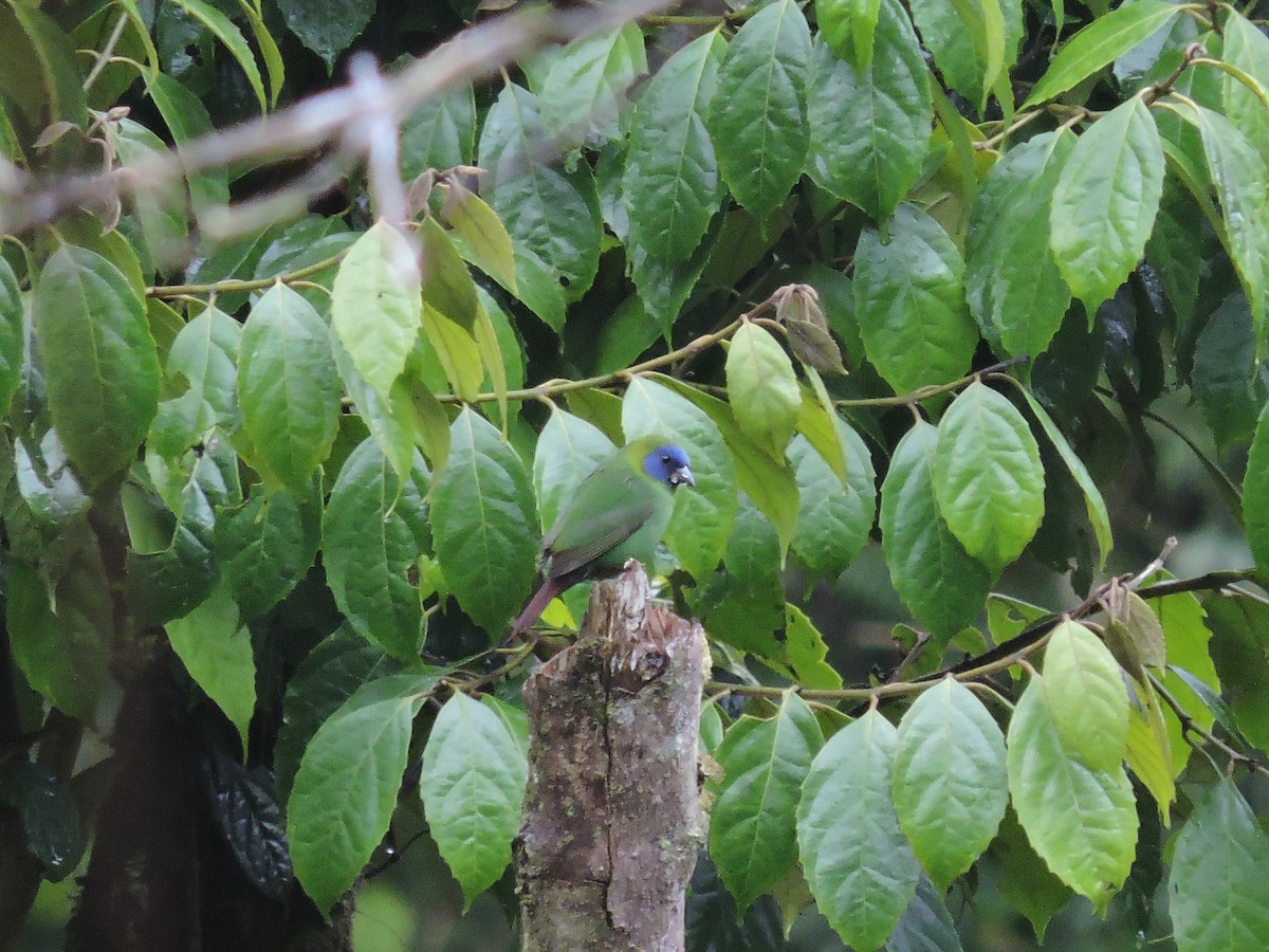 Blue-faced Parrotfinch - Ricki Ravitts
